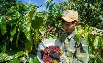 Giá cà phê Arabica vẫn có thể tăng dù thông tin cơ bản trái chiều