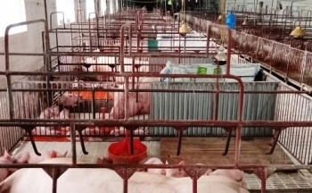 Nguyên nhân giá lợn hơi giảm mạnh dù Tết đang đến gần
