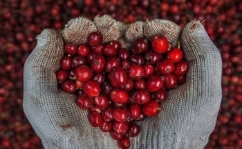 Giá cà phê tăng với lo ngại nguồn cung vụ tiếp theo tại Brazil