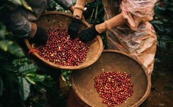 Giá cà phê mới nhất ngày 13/12/2023: Thị trường trong nước tăng mạnh 1.800 đồng/kg