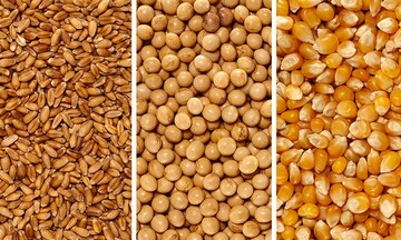 Lo ngại về nguồn cung thúc đẩy lúa mì bật tăng trở lại