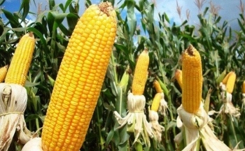 Giá ngô có thể đi ngang với biên độ 10 cents trong hôm nay