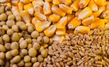 Nhóm nông sản đồng loạt suy yếu trước chính sách kinh tế mới tại Argentina