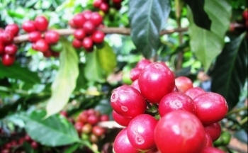 Giá cà phê mới nhất ngày 14/12/2023: Thị trường cà phê trong nước tăng 1.900 đồng/kg