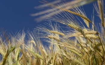 Sắc xanh phủ kín bảng giá nông sản, giá bạc bật tăng