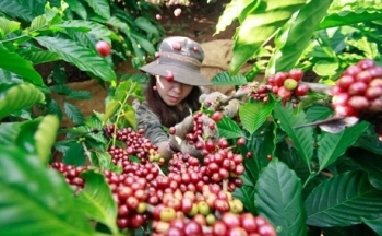 Giá cà phê mới nhất ngày 15/12/2023: Thị trường trong nước tăng ổn định