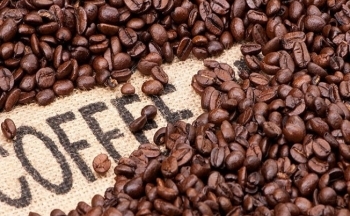 Thế giới có thể thiếu hụt 35 triệu bao cà phê Robusta vào năm 2040