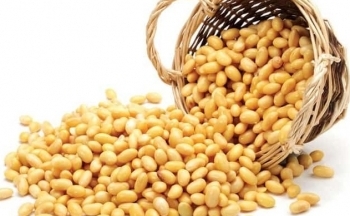 Giá đậu tương có thể hồi phục trở lại từ vùng 1300