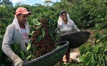 Thời tiết có thể gây thiệt hại lớn với sản lượng cà phê Robusta tại Brazil