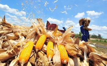 Giá bạc quay đầu giảm, giá ngô chìm trong sắc đỏ