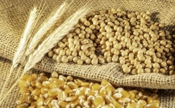 Giá đậu tương hồi phục do nhu cầu tích cực tại Mỹ