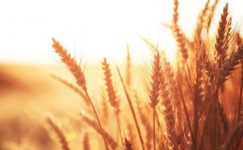 Sắc đỏ bao trùm bảng giá nông sản, giá dầu thô hồi phục nhẹ