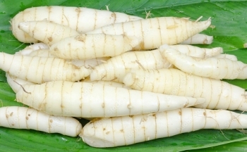 Lợi ích bất ngờ cho sức khỏe từ củ dong