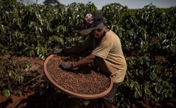 Giá cà phê mới nhất ngày 19/12/2023: Cà phê tiếp đà tăng giá, khi nào mới ngừng?