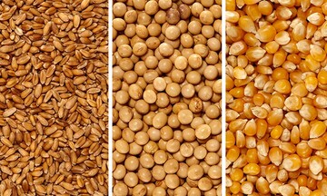 Nhóm đậu tương tăng giá trước chính sách nông nghiệp mới của Argentina