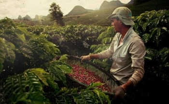 Giá cà phê Arabica có thể kiểm tra kháng cự 195 cents/pound