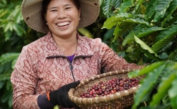 Giá cà phê hôm nay, ngày 20/12/2023: Giá cà phê trong nước quay đầu