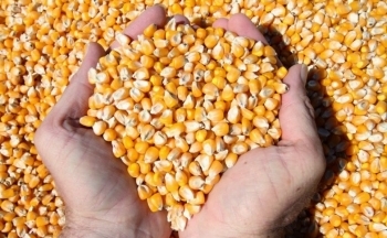 Giá đồng COMEX tăng mạnh, giá ngô chìm trong sắc đỏ