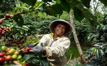 Giá cà phê mới nhất ngày 20/12/2023: Thị trường trong nước giảm nhẹ 400 đồng/kg