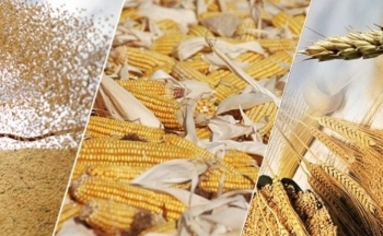 Giá đậu tương lao dốc trước triển vọng mùa vụ tại Brazil