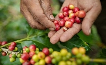 Lo ngại giá cà phê có thể giảm sau khi liên tiếp lập đỉnh