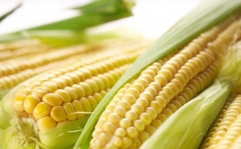 Giá ngô có khả năng sẽ tiếp tục chịu sức ép trong ngắn hạn
