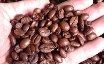 Giá cà phê có thể tiếp tục tăng
