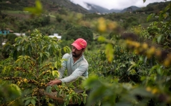 Giá cà phê tăng trở lại trước lo ngại thiếu hụt nguồn cung
