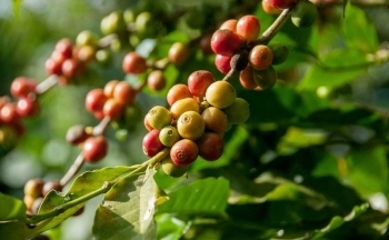 Giá cà phê mới nhất ngày 22/12/2023: Thị trường trong nước giảm mạnh 1.600 đồng/kg