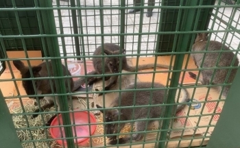 Hai cá thể chuột túi ở Cao Bằng đã chết do... bị lạnh