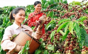 Bộ Nông nghiệp và Phát triển nông thôn không hạ mục tiêu tăng trưởng toàn ngành năm 2024