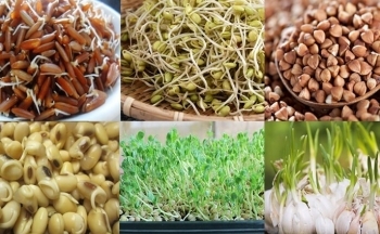 Thực phẩm nảy mầm nào có lợi và có hại cho sức khỏe?