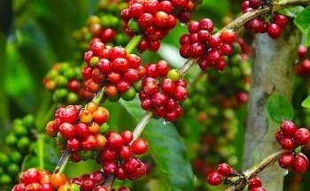Giá cà phê mới nhất ngày 25/12/2023: Thị trường cà phê trong nước giữ ổn định
