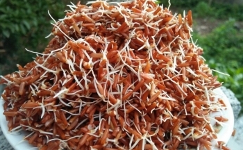 Thực hư tác dụng thần kỳ của gạo lứt nảy mầm?