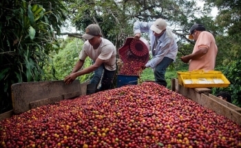Giá cà phê mới nhất ngày 26/12/2023: Thị trường trong nước giữ ổn định