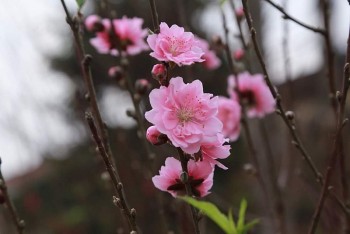 Cuối năm lại mong thưởng Tết!