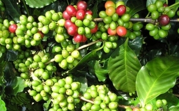 Giá cà phê Arabica có thể tăng lại sau khi nghỉ Lễ Giáng sinh