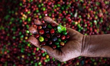 Giá cà phê tăng trước lo ngại khả năng đảm bảo đủ nguồn cung