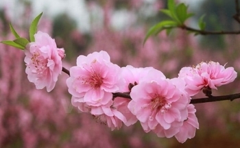 Thời tiết Tết Dương lịch 2024 sẽ diễn biến thế nào?