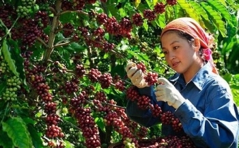Giá cà phê Arabica tăng phiên thứ tư liên tiếp trước lo ngại thiếu hụt nguồn cung