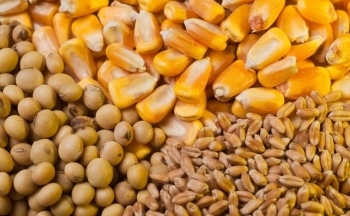 Giá ngô và lúa mì có thể nhận được lực mua trong ngày hôm nay