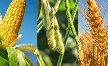 Lực mua quay trở lại đối với giá dầu, sắc xanh bao phủ thị trường nông sản