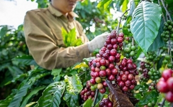 Giá cà phê mới nhất ngày 29/12/2023: Thị trường trong nước tăng cao