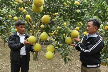 Hoà Bình: Chú trọng xây dựng thương hiệu cho nông sản xuất khẩu