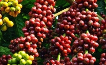 Giá cà phê có thể điều chỉnh giảm trước khi nghỉ Lễ