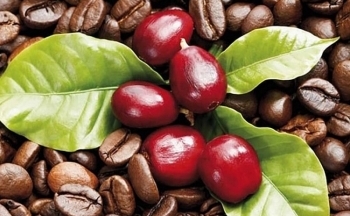 Giá cà phê mới nhất ngày 30/12/2023: Thị trường cà phê trong nước tăng cao 1.100 đồng/kg