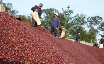 Giá cà phê mới nhất ngày 31/12/2023: Thị trường cà phê trong nước giảm mạnh 1.800 đồng/kg