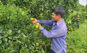 Tái canh cây ăn quả có múi để phát triển thương hiệu cam Cao Phong