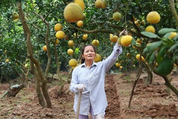 Đặc sản bưởi Diễn: Nức lòng hương vị Hà thành