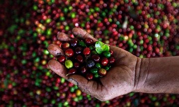 Giá Arabica giảm mạnh khi tồn kho có tín hiệu khởi sắc